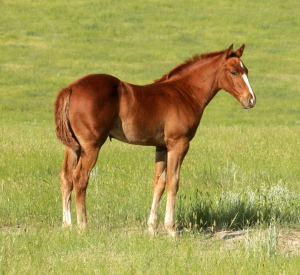 CM Nonstop Dynamite- 2013 Filly